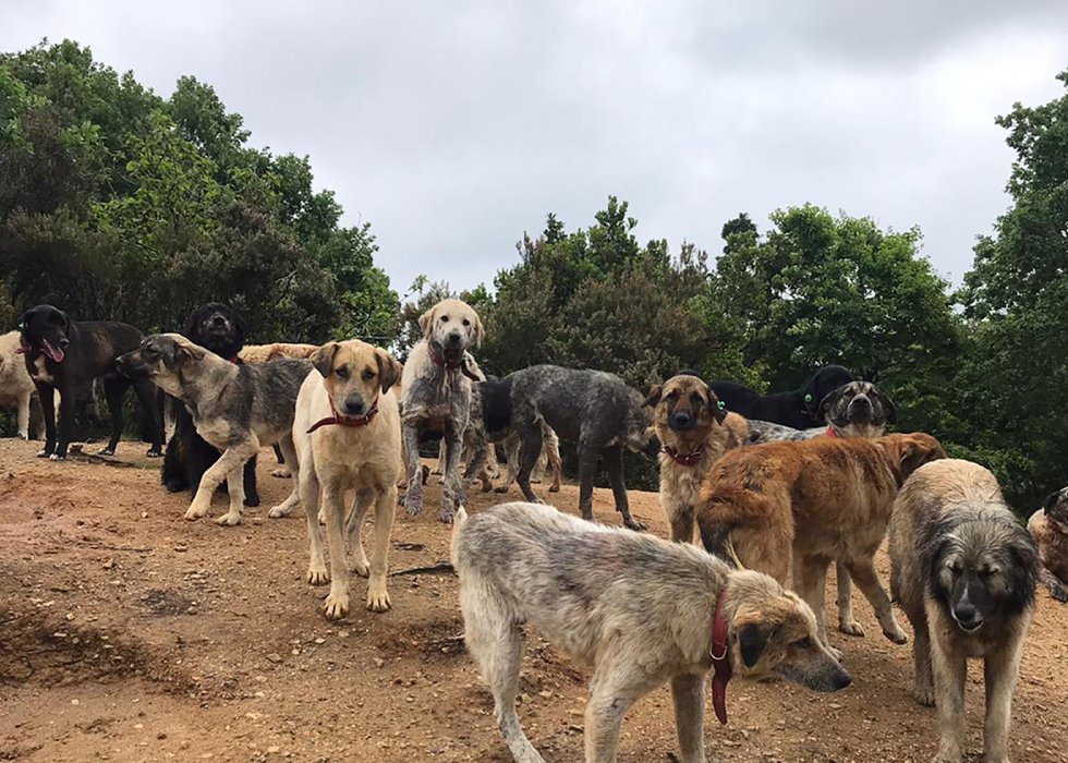 Patilibahçe Stray Animals Protection Association